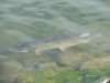 200709272306intl1.jpg