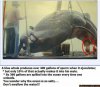 bluewhale...ewww.jpg