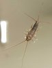 silverfish_james.jpg