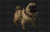 pug.jpg