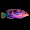 SixlineWrasse.jpg