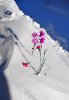 02SnowFlowers21.jpg