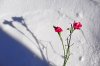 04SnowFlowers10.jpg