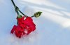 08SnowFlowers34_PC.jpg