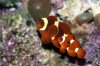 clownfish.jpg