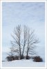 Tree.Winter.1.jpg