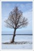 Tree.Winter.2.jpg