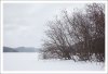 Tree.Winter.4.jpg