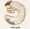 white.grub.jpg