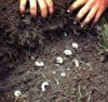 grubs.jpg