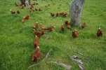 hilltopseggsstockingdemsity45hensperha_orig.webp