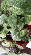 Syngonium Batik 01.webp