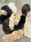 拉布拉多🐶_1_xleeeeee_来自小红书网页版.webp