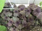 IMG_1773.webp