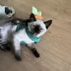 764721308d4cbf4186588e20bced6577.webp