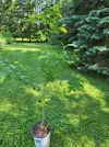 20250623_095141.webp