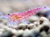 red-cherry-shrimp.jpg