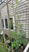 IMG_7003.webp