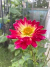 IMG_7063.webp