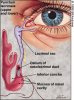 nasolacrimal duct graphic.jpg