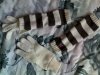 20100220295.jpg