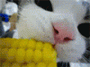 200_63891_48c4569749d9d70.gif
