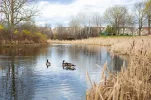 spring-park-pond-canadian-geese-centrepointe-ottawa-canada-216634079.webp