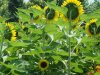 2008-07-17SHcenturypark_014.jpg