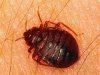 bedbug2.jpg