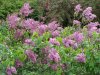 DSC00665.jpg