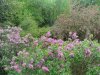 DSC00667.jpg