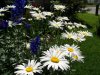 shasta daisy.JPG