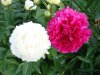 DSC01863.jpg