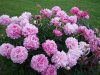 DSC01869.jpg