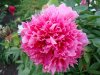 DSC01887.jpg
