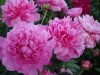 DSC01881.jpg