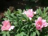 DSC00716.jpg