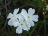 white flower.jpg