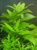 Hygrophila corymbosa.jpg