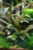 Cryptocoryne wendtii .Tropica.jpg