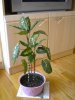 DSCN0540.JPG