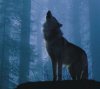 Wolf.jpg