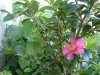 DSC00869.jpg