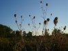 DSC00908.jpg