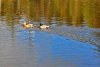 16ChickadeeTrail067_Ducks.jpg