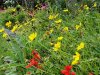 Flower3.jpg