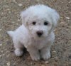 bichon-frise.jpg