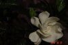 DSC04991.jpg
