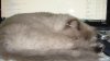my cat.jpg