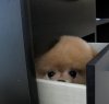 小狗2.jpg